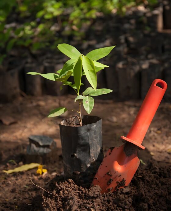 Gojas Plantation Drives