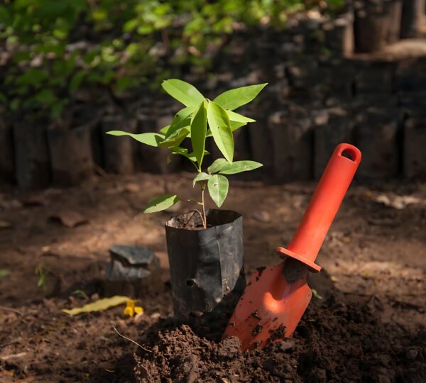 Gojas Plantation Drives