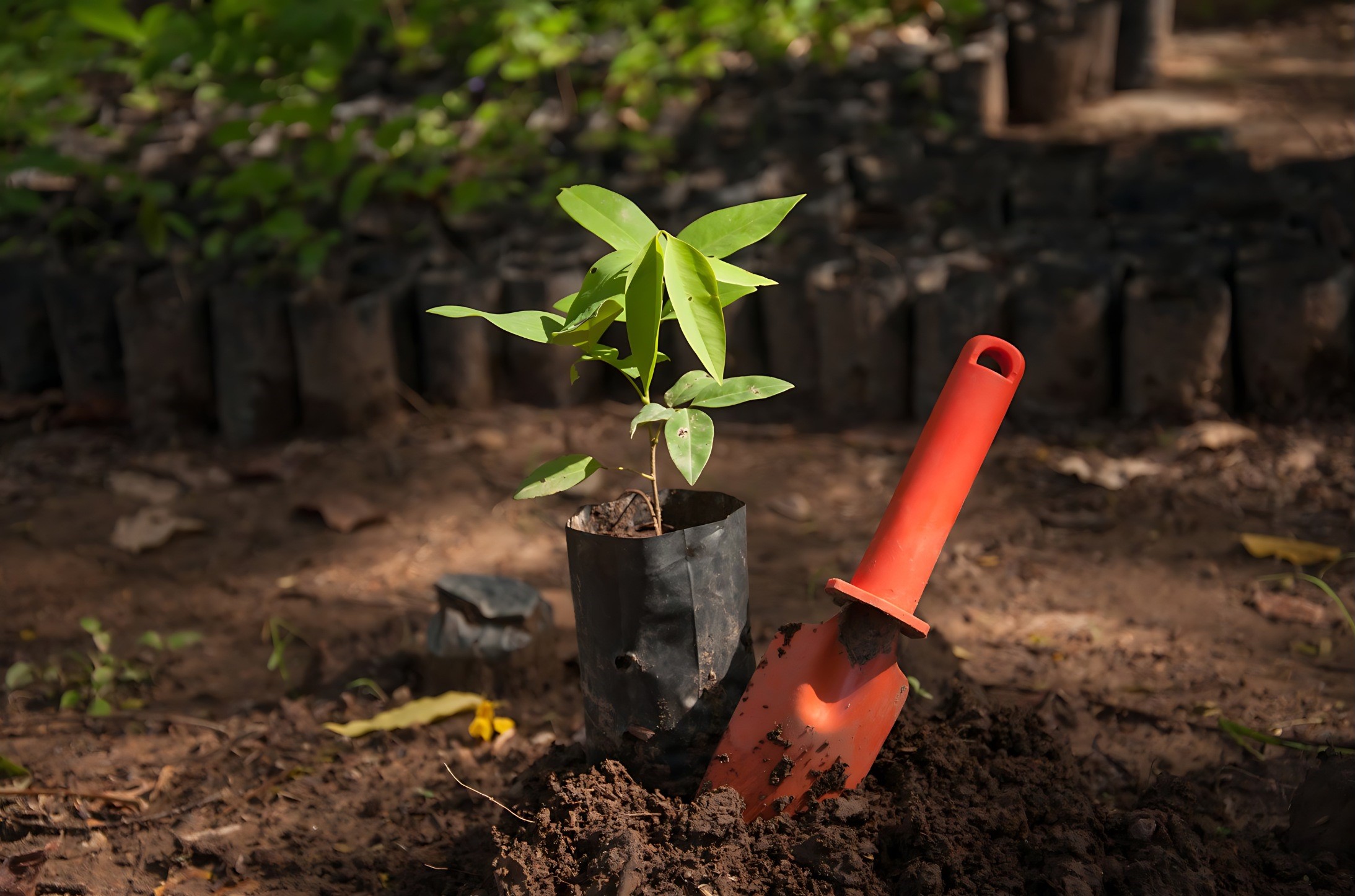 Gojas Plantation Drives